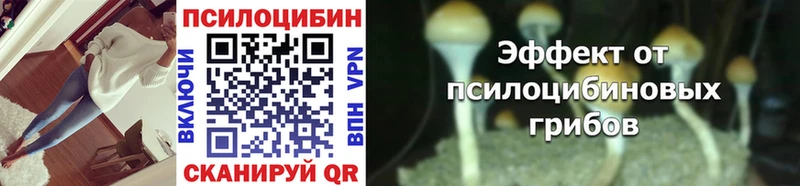 Купить где  Волхов  Псилоцибиновые грибы Psilocybine cubensis 
